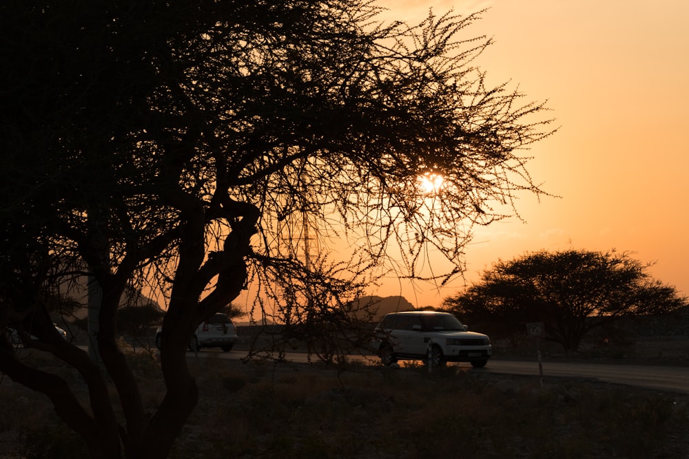 auto bianca parcheggiata accanto all'albero durante il tramonto
