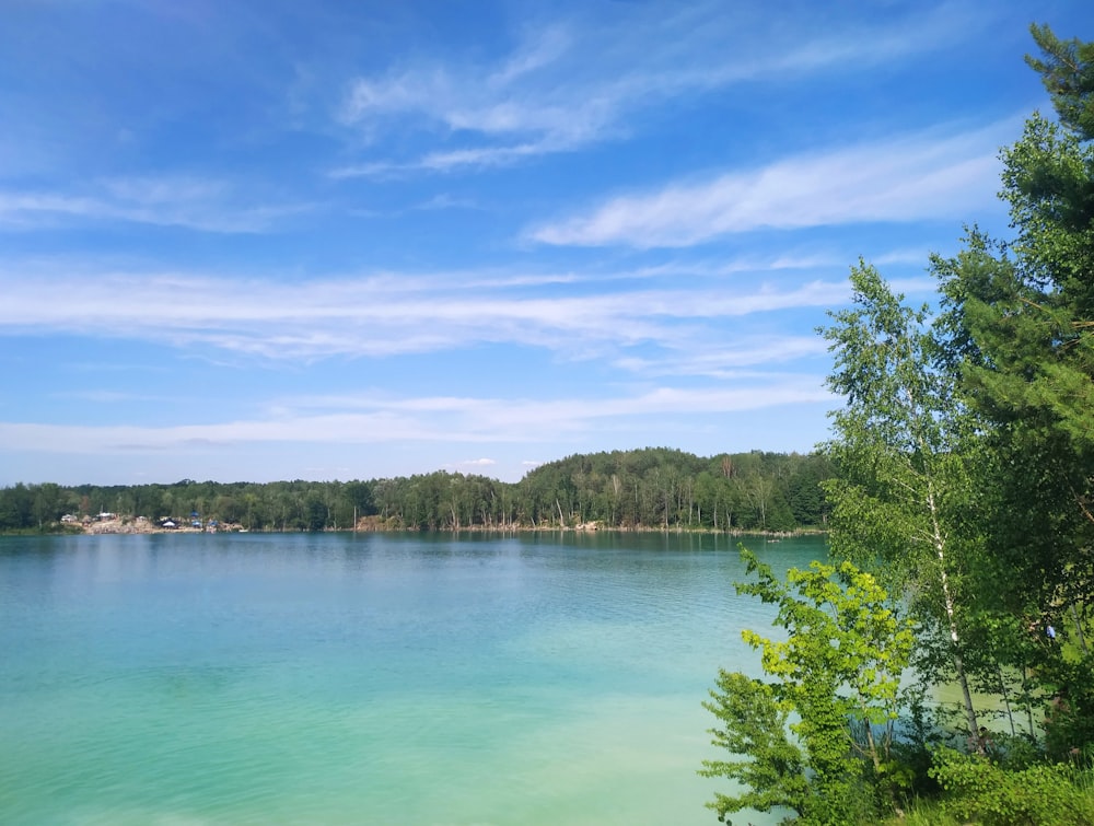 green trees beside body of water under blue sky during daytime