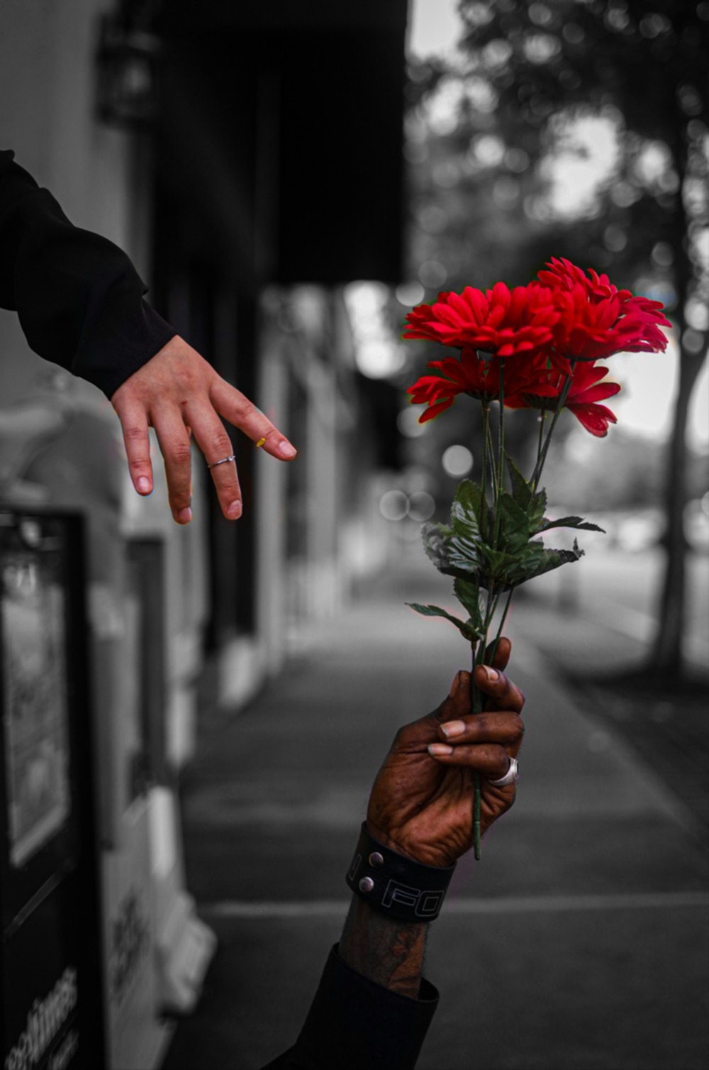 person holding red and white flowers