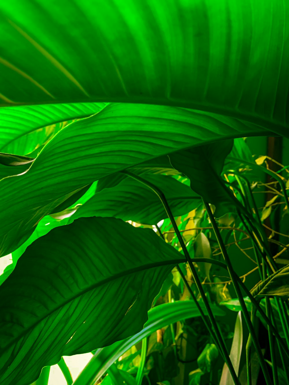 green banana leaf in close up photography