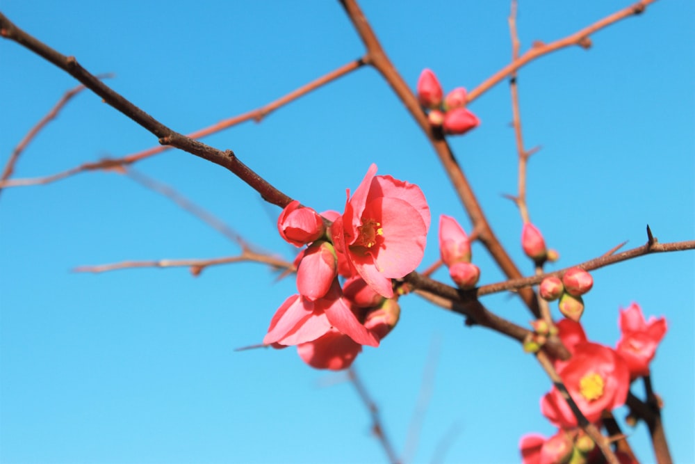 pink flower on brown stem during daytime