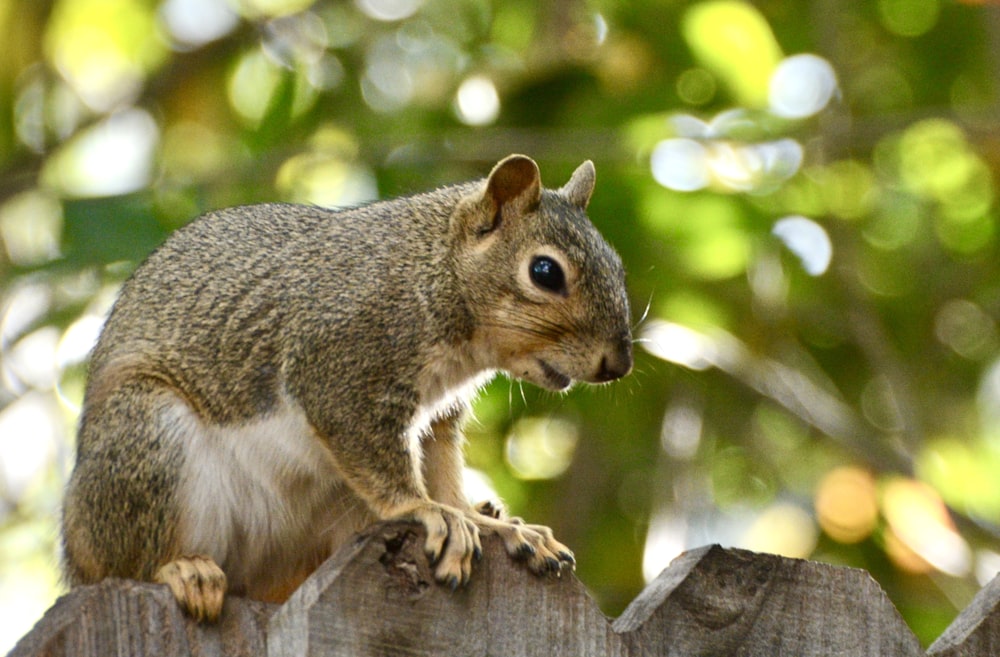 brown squirrel on brown tree branch