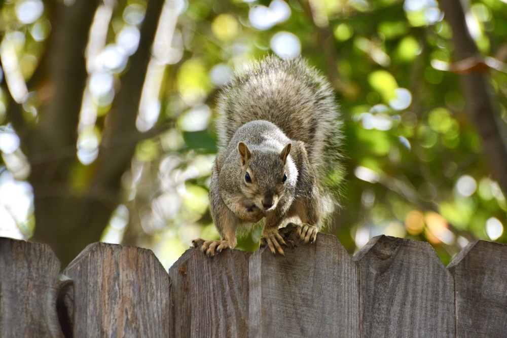 gray squirrel on brown wooden fence during daytime