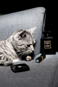 A cozy cat lounging next to grooming products with paw print decorations.