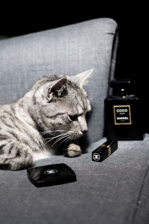 A grey tabby cat is resting on a plush grey couch. In front of the cat are three Chanel products: a perfume bottle, a lipstick, and a compact case. The setting appears to be stylish and luxurious.