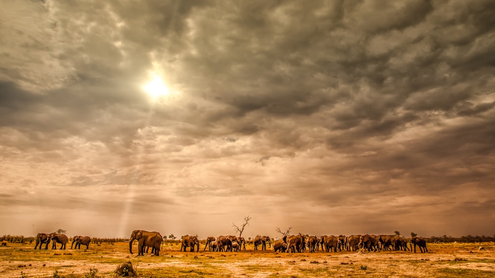 Grupo de caballos en el campo bajo el cielo nublado durante el día