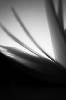 Abstract black and white image with curving, blurred lines and a gradient from dark to light. The lines appear to resemble pages turning in a book or blades of grass caught in motion.