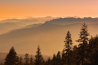 green pine trees on mountain during daytime