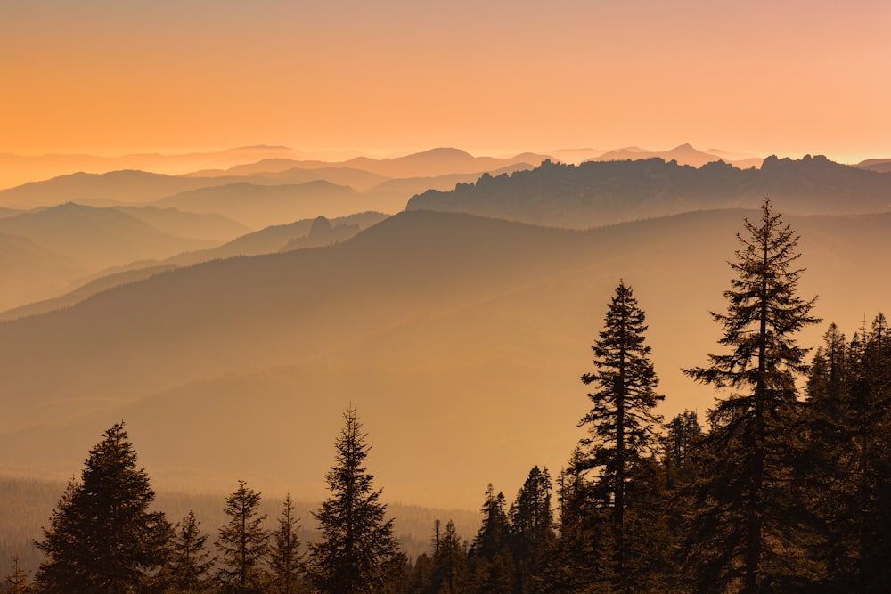 green pine trees on mountain during daytime