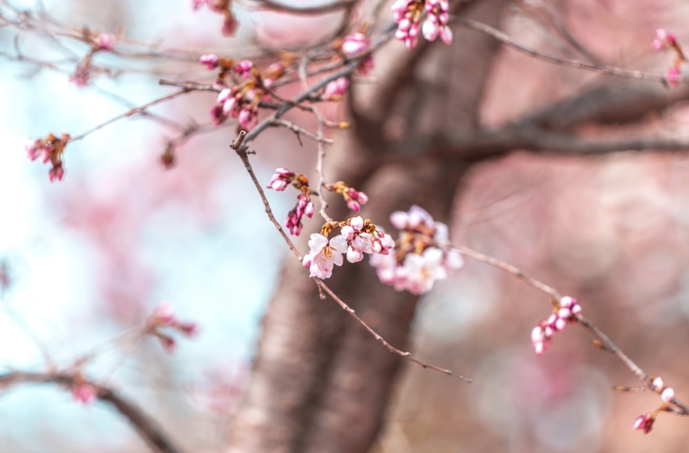 white and pink cherry blossom in close up photography