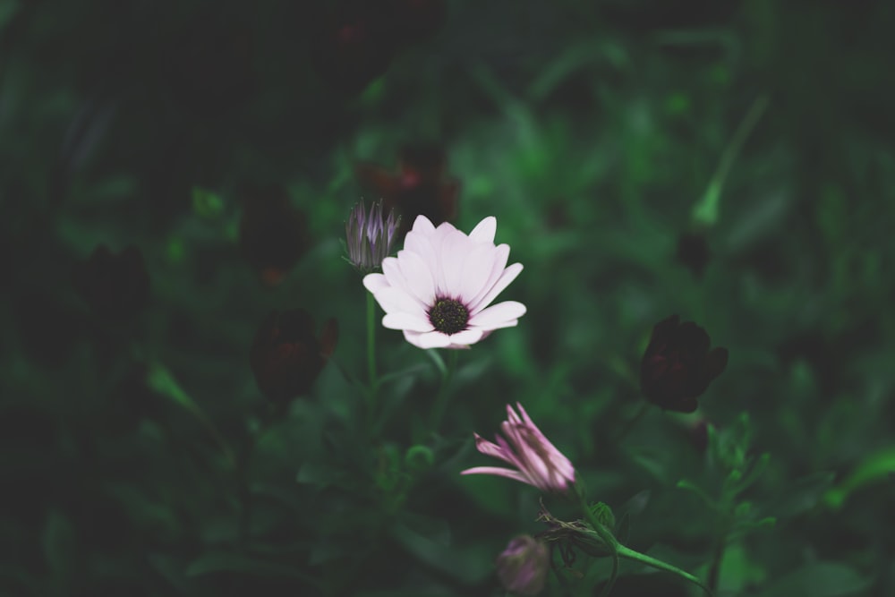 purple and white flower in tilt shift lens