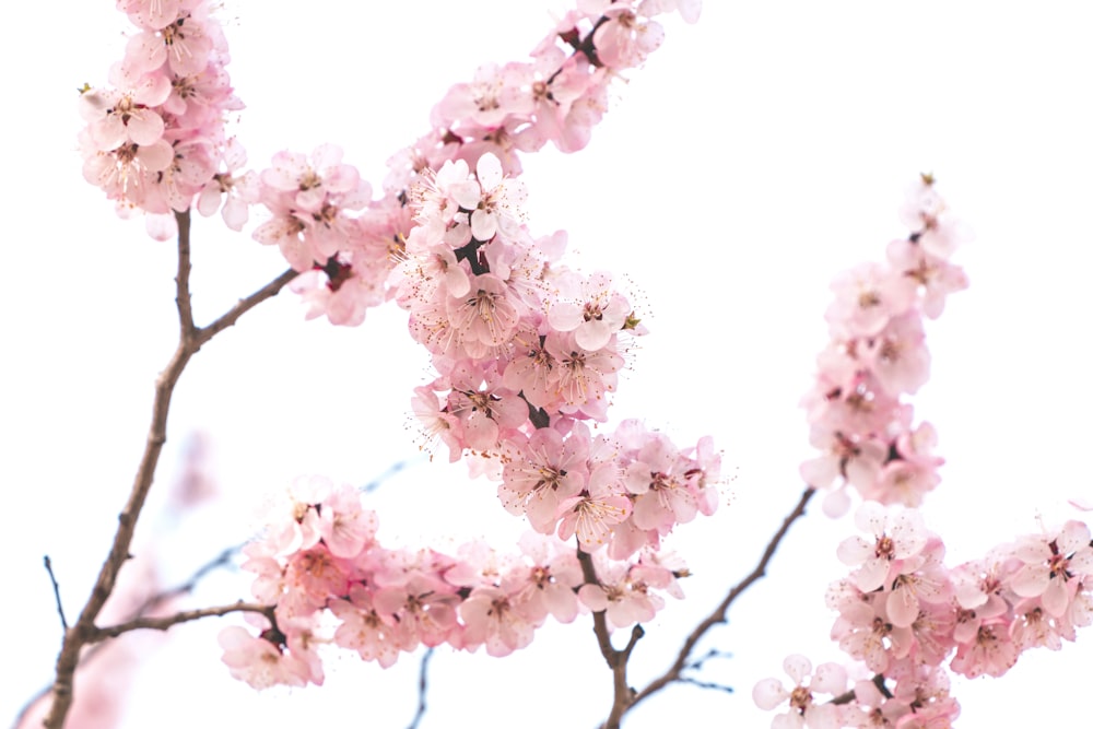 pink and white flower petals