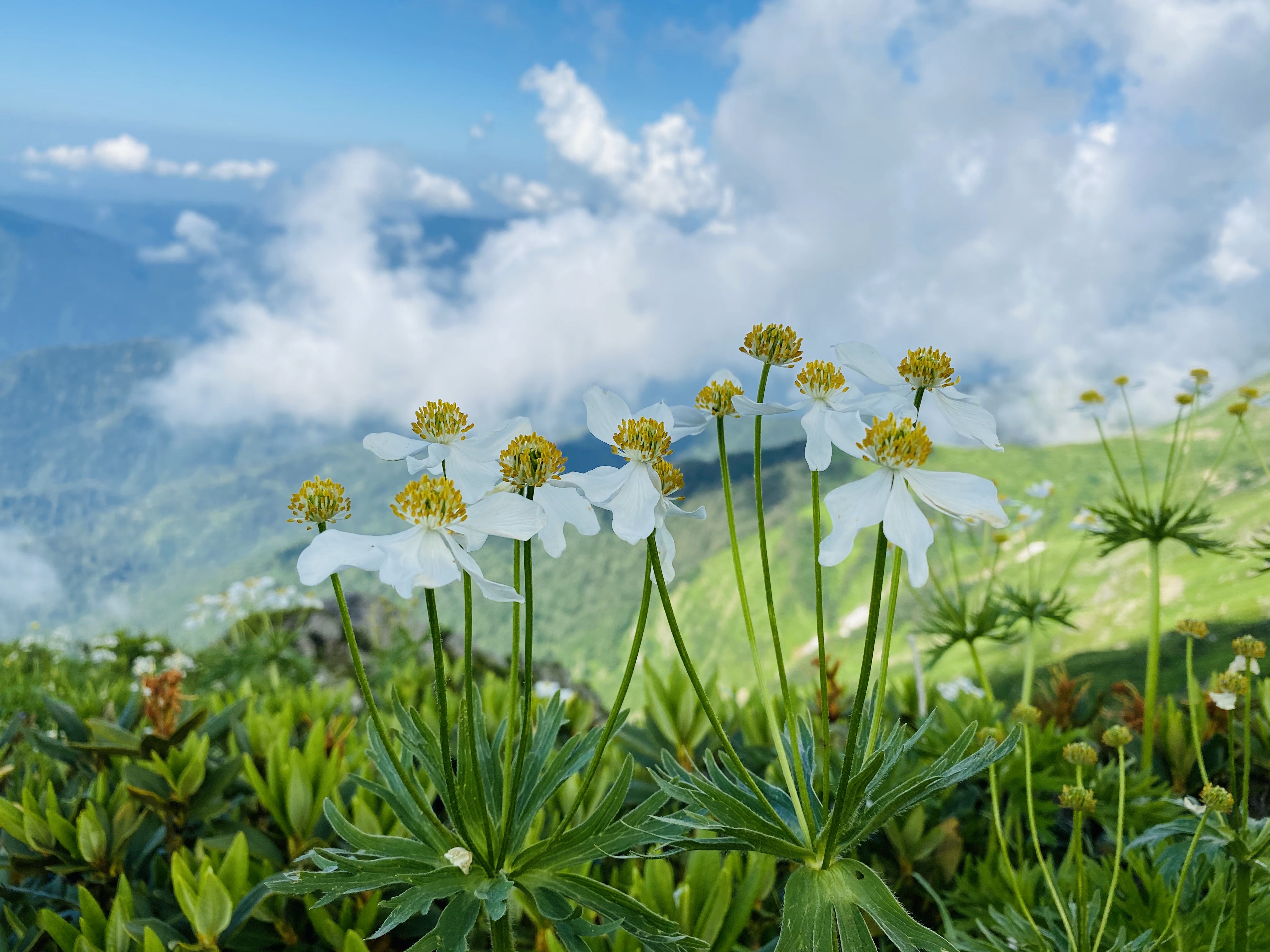 yellow flowers under blue sky during daytime