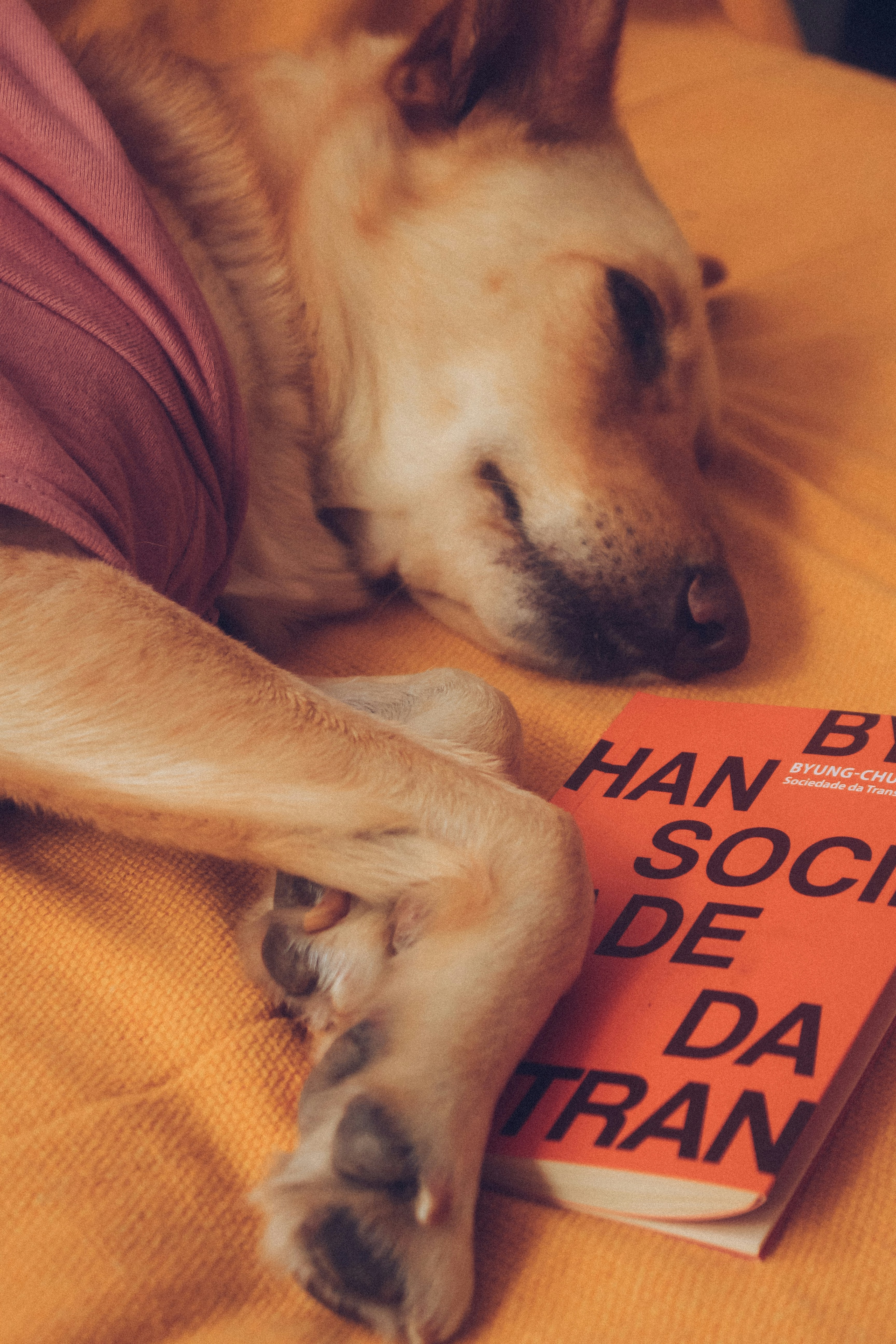 Dog reading a health plan