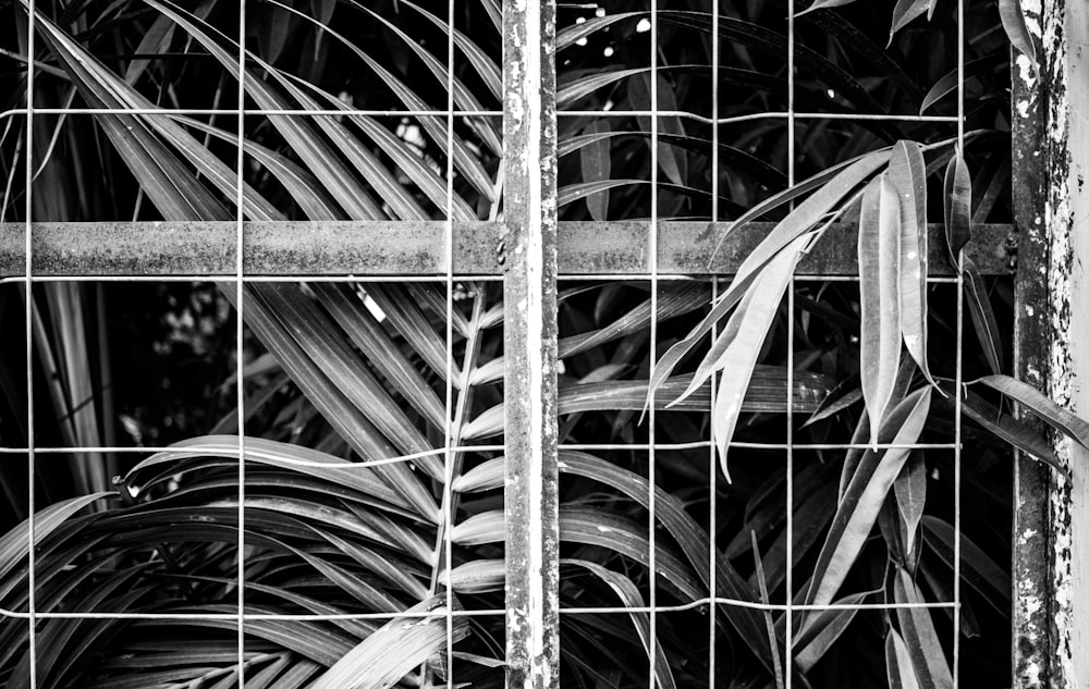 grayscale photo of metal fence
