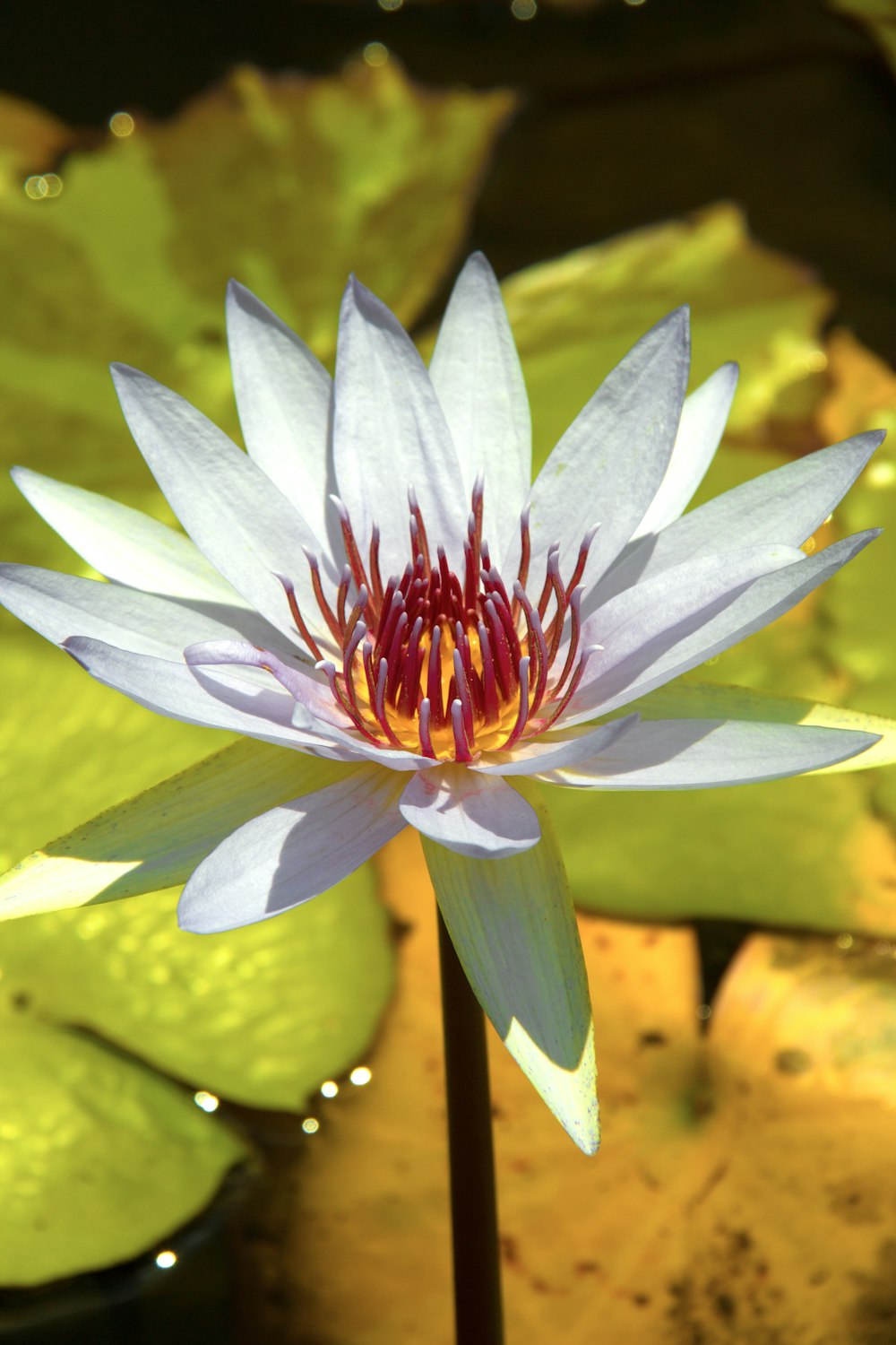 white and purple lotus flower in bloom