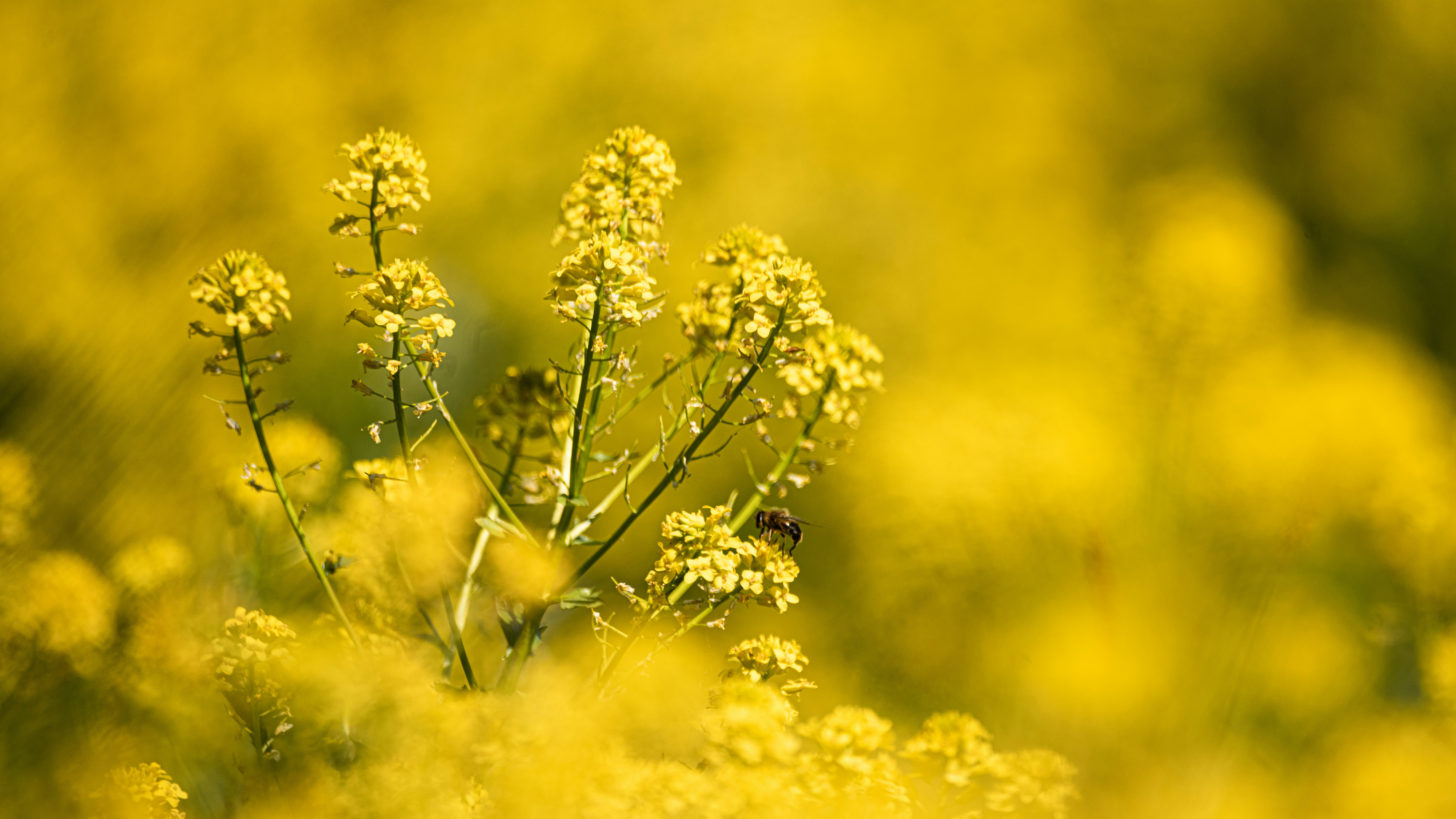 yellow flower in tilt shift lens