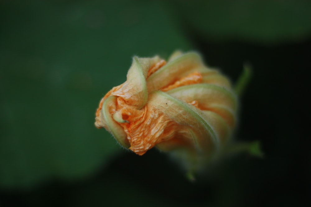 yellow and green flower bud in close up photography