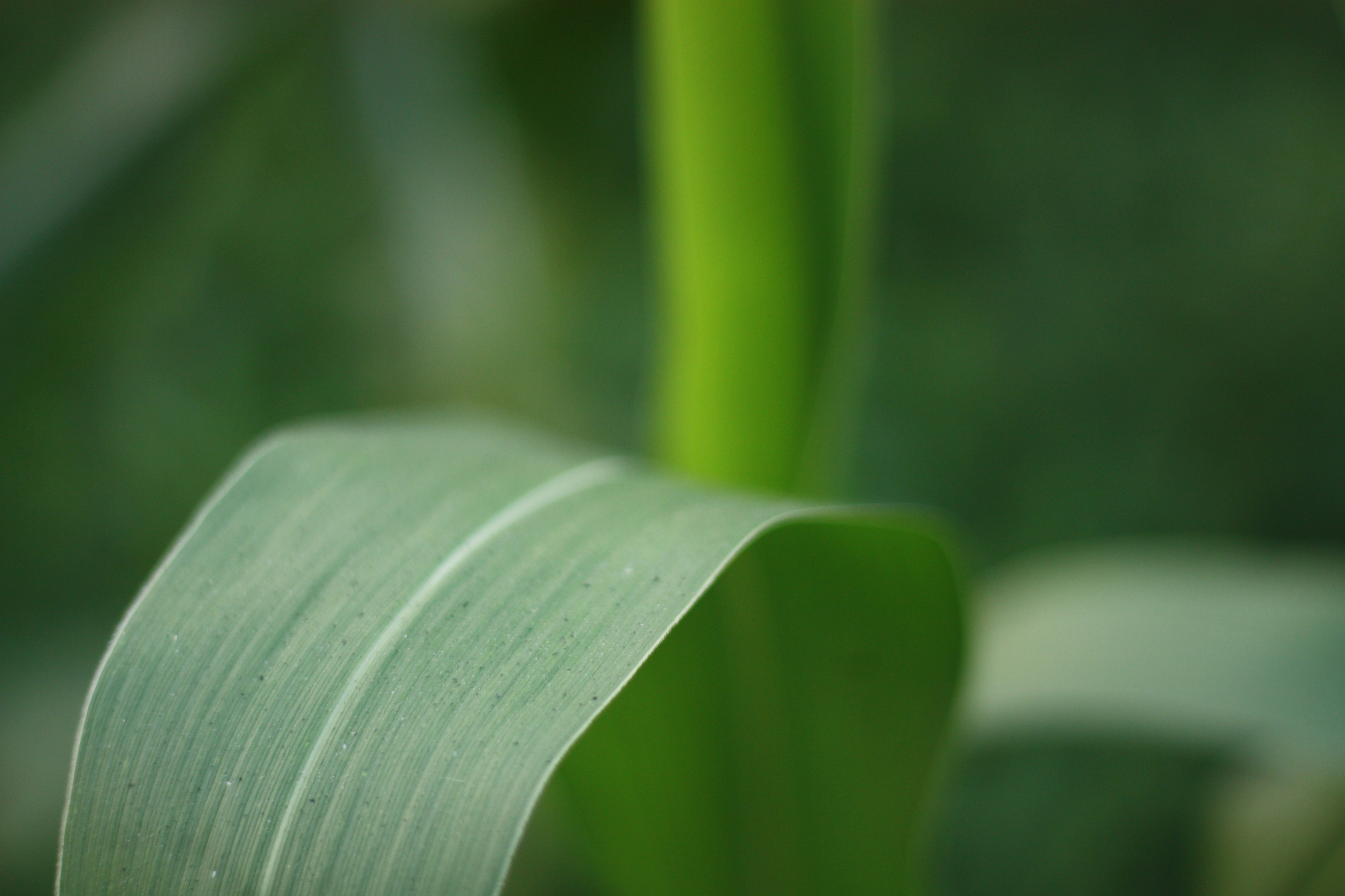 Green chiseled leaves of corn