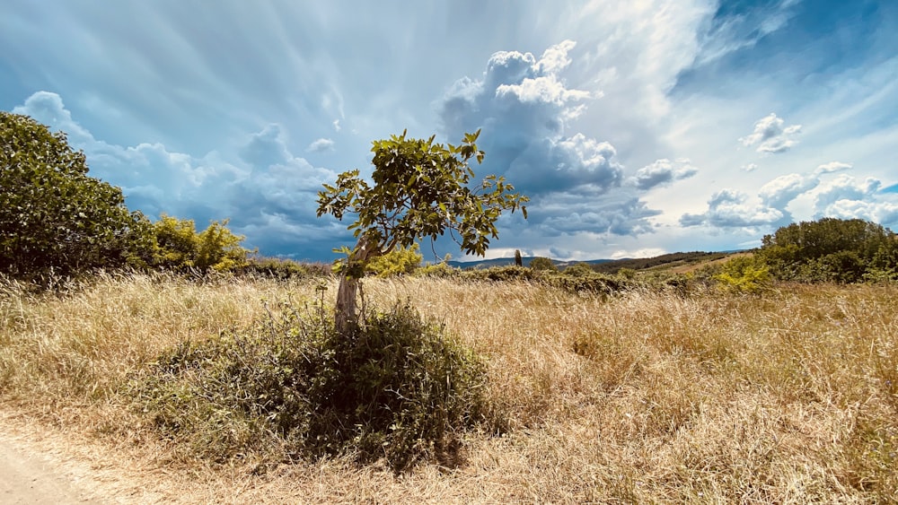 green tree on brown grass field under blue sky and white clouds during daytime