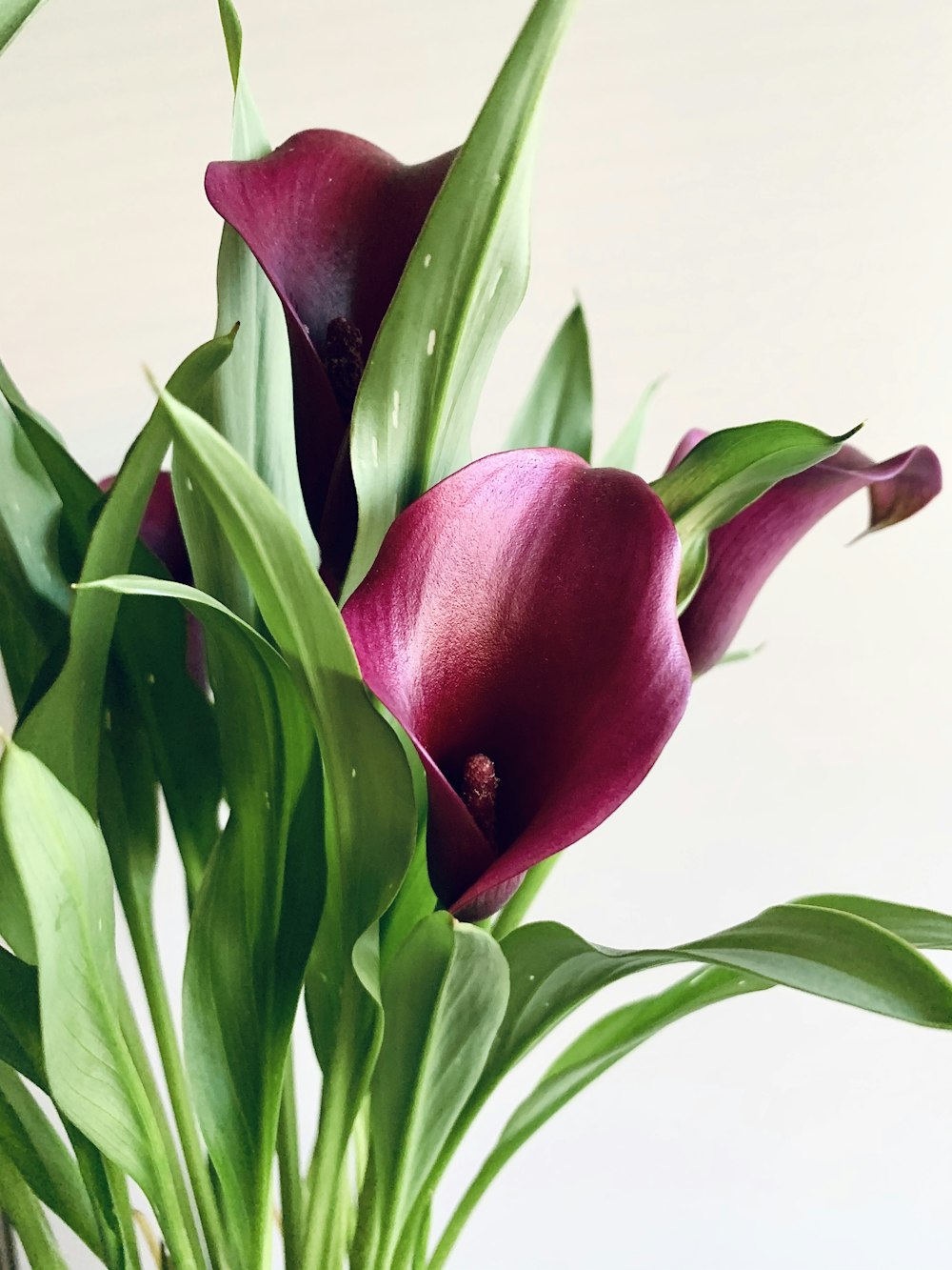 tulipani rossi in primo piano fotografia
