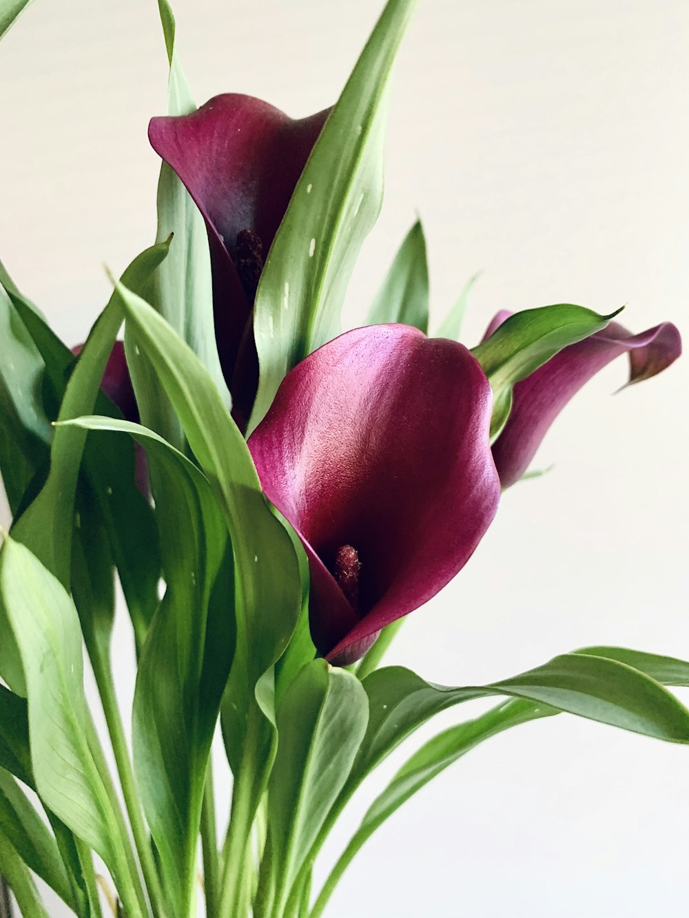 red tulips in close up photography