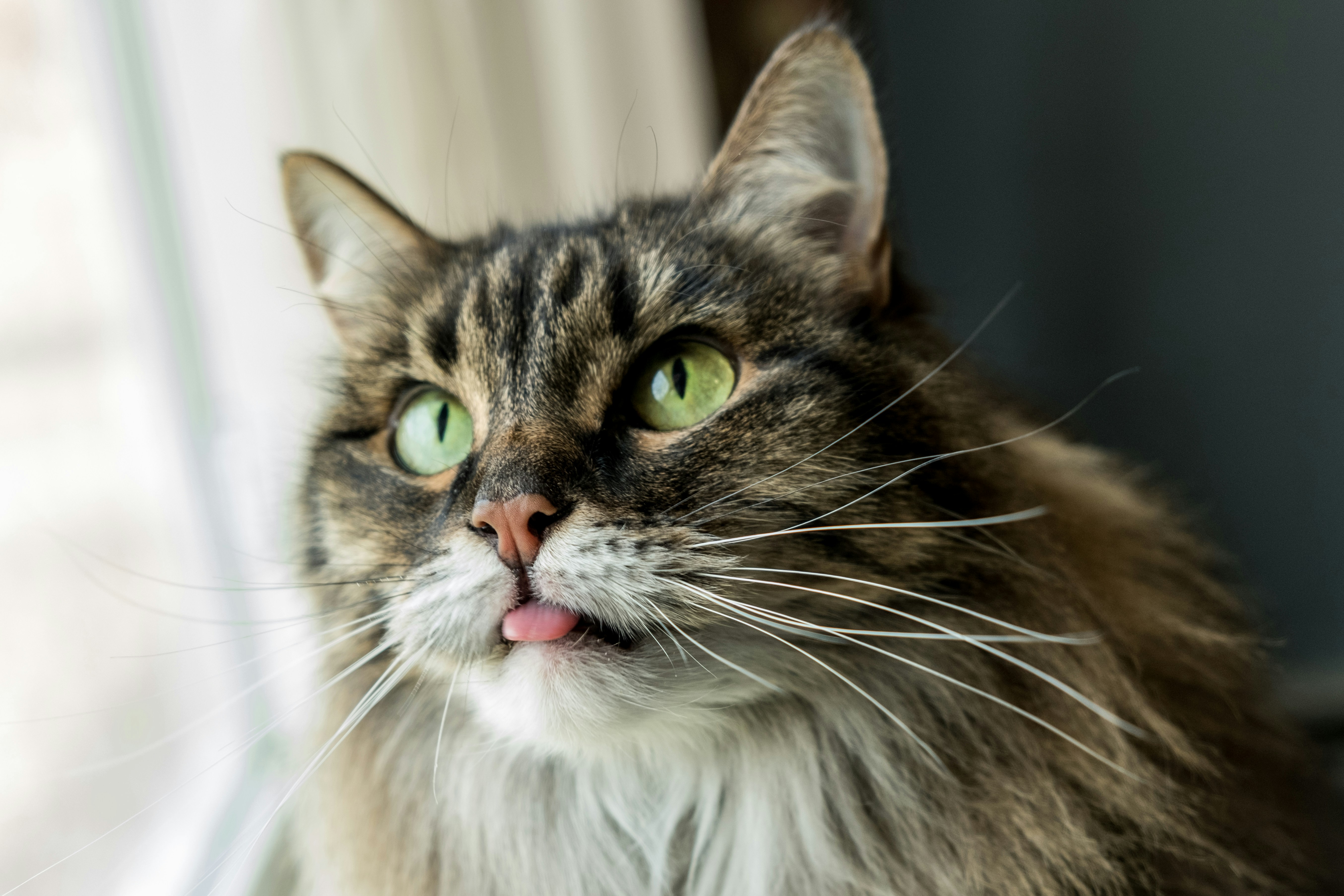 Understanding the Significance of Your Cat's Tongue Out: More Than Just a Cute Pose