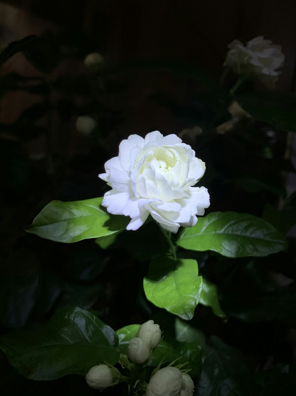 white flower in tilt shift lens