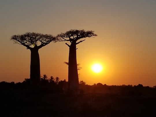 bare tree during golden hour in Morondava Madagascar