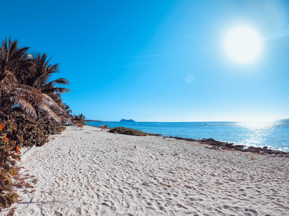 green palm tree on white sand beach during daytime