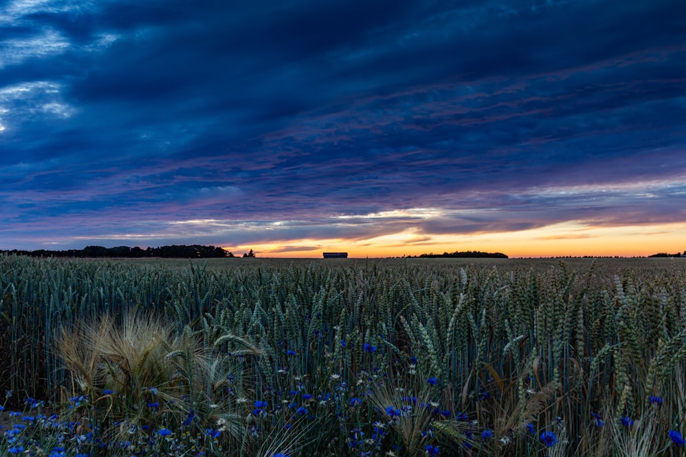 green grass field under blue sky during sunset