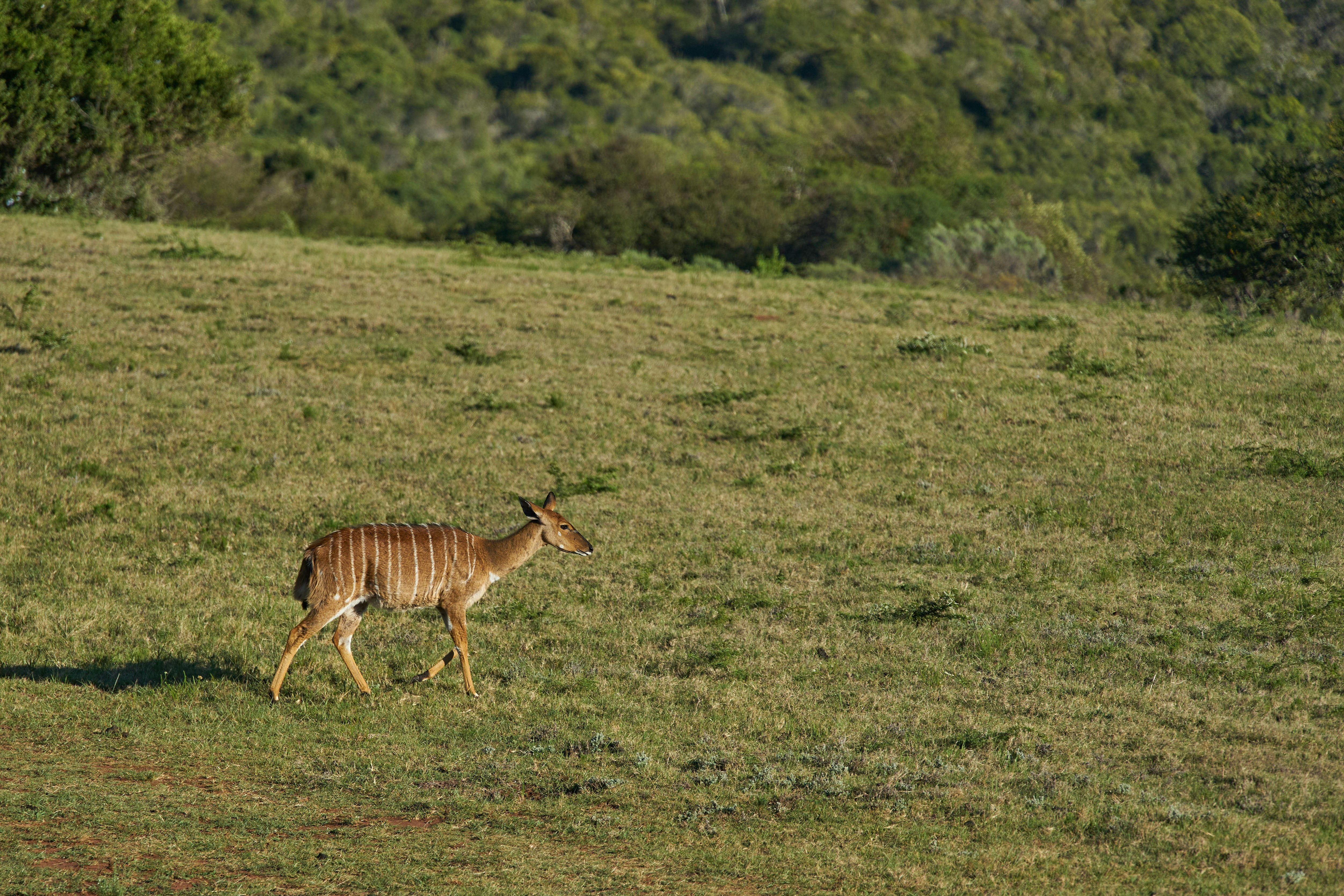 Photo by wolfgang_hasselmann