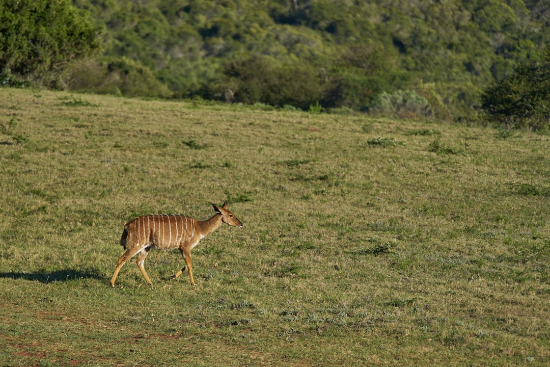 brown giraffe on green grass field during daytime