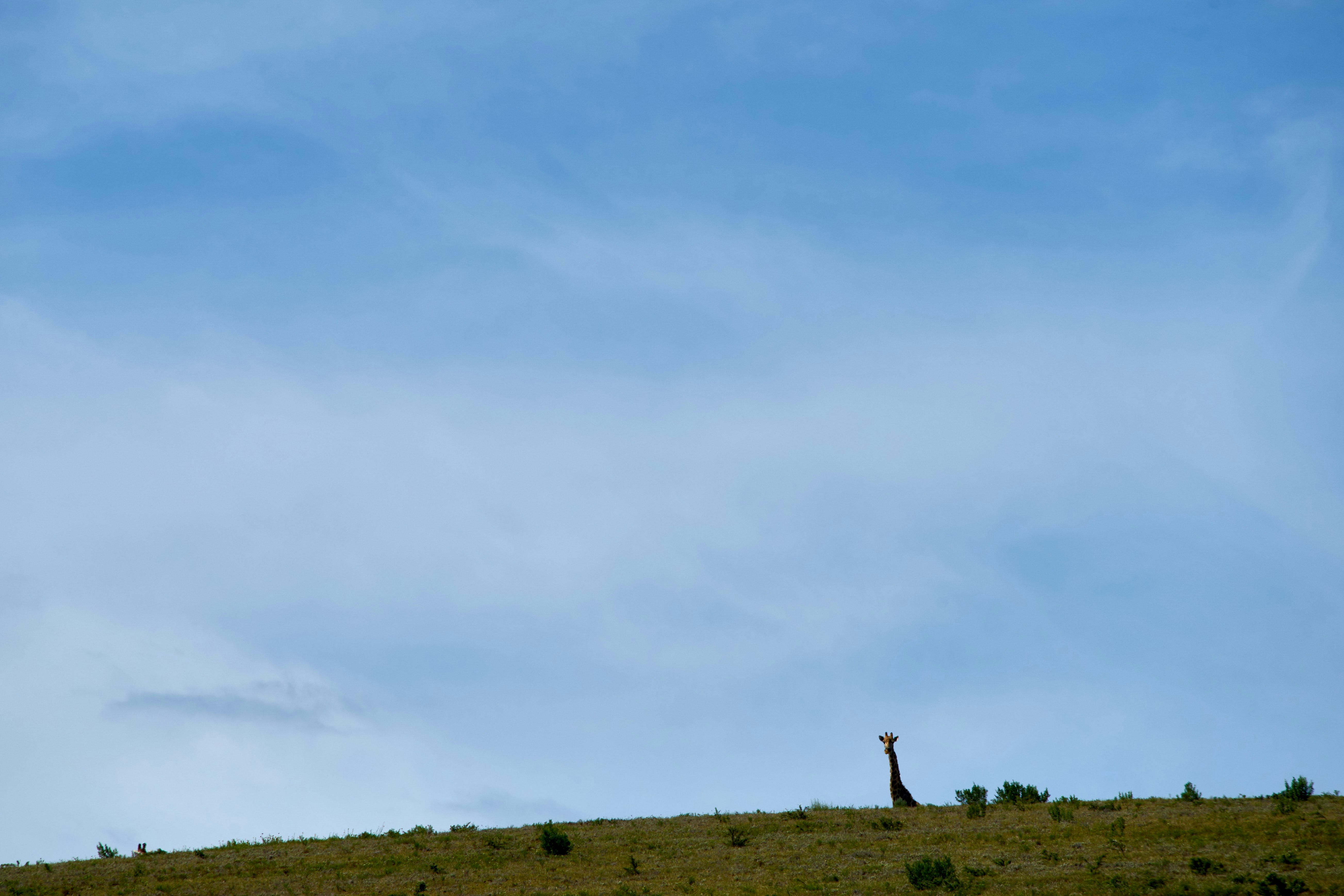 Photo by wolfgang_hasselmann