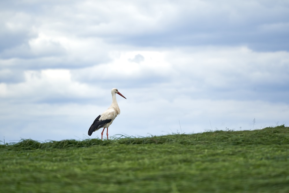 white stork on green grass field under white clouds during daytime