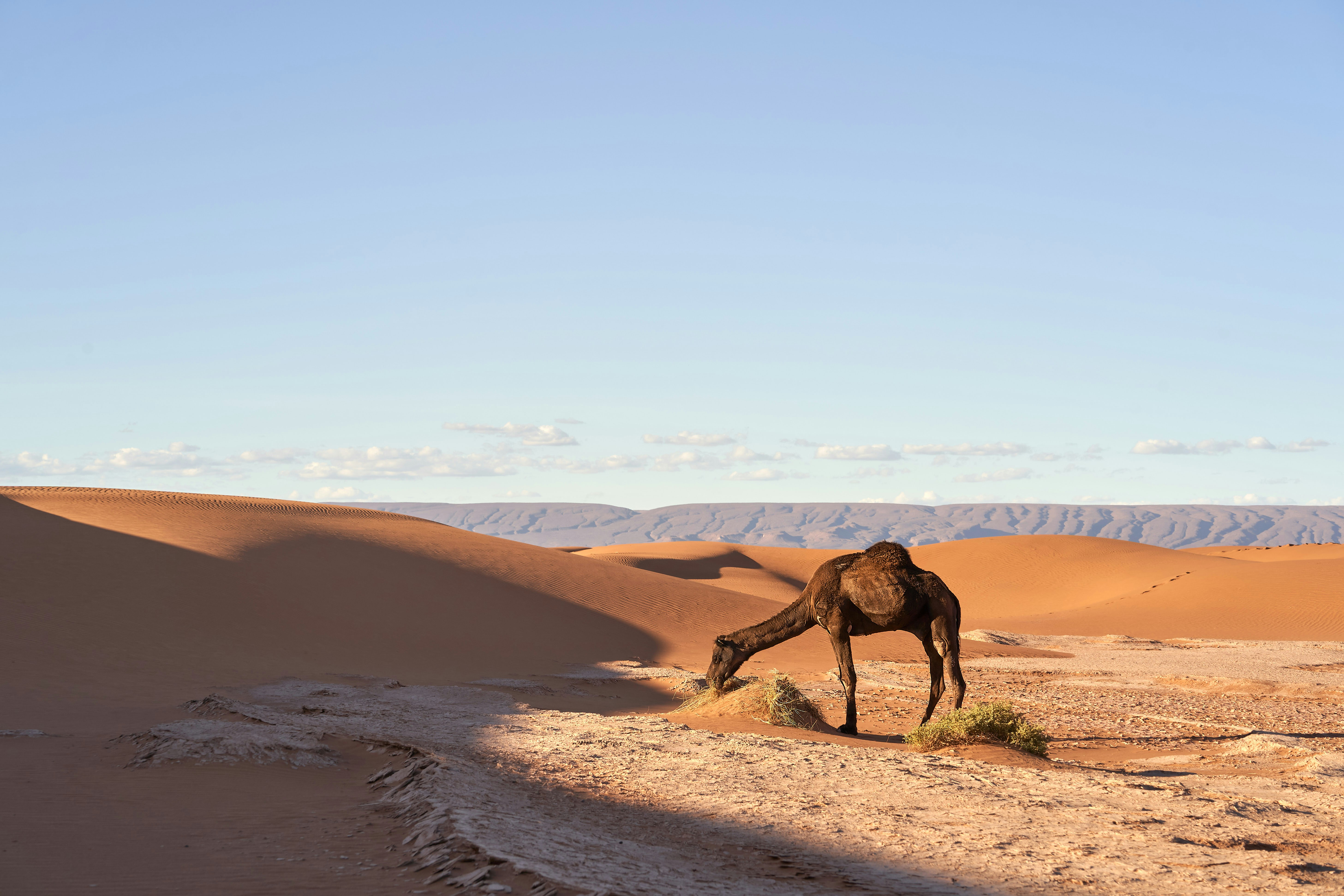 Photo by wolfgang_hasselmann