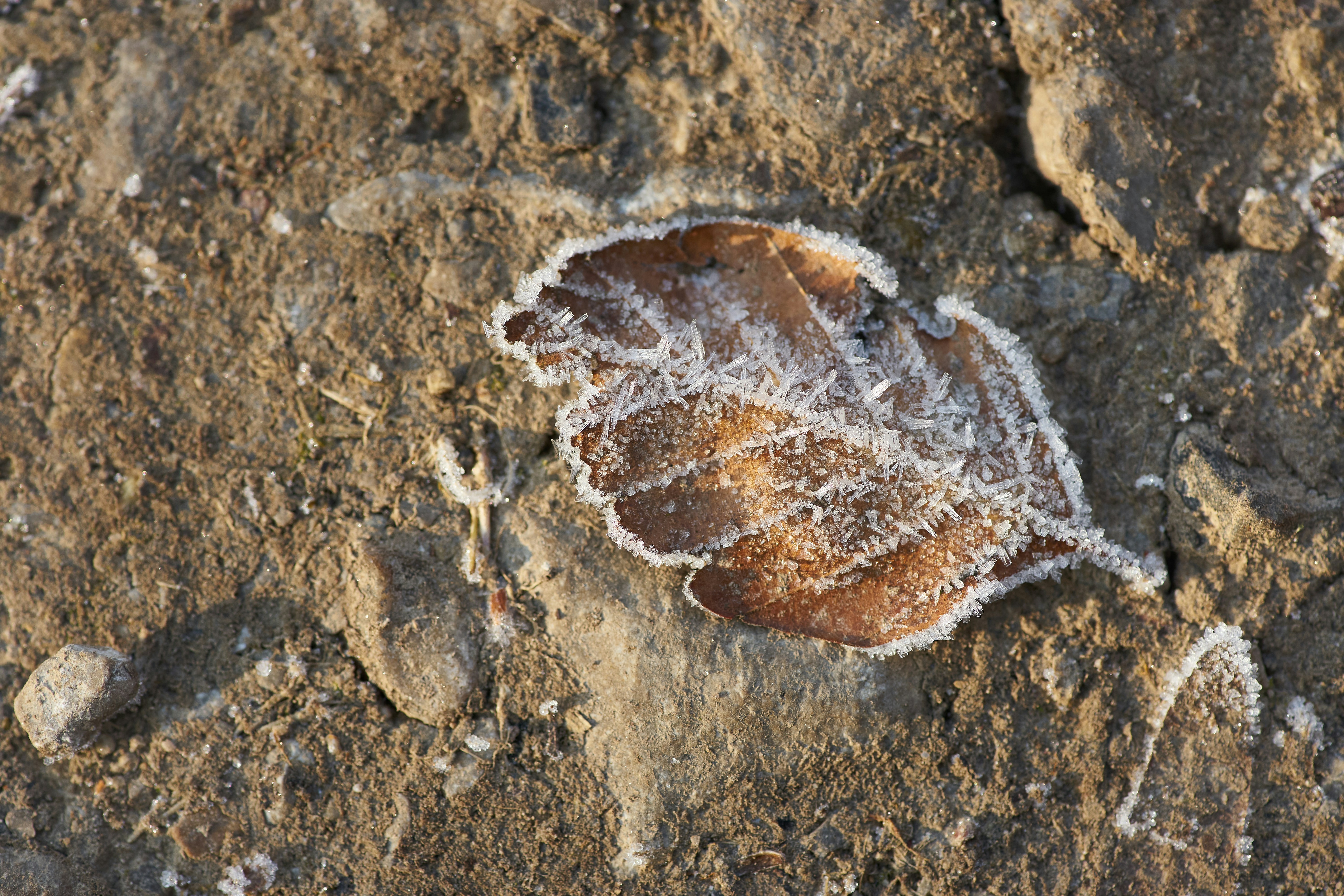 Why Ice Age Graveyards Matter Today (image credits: unsplash)