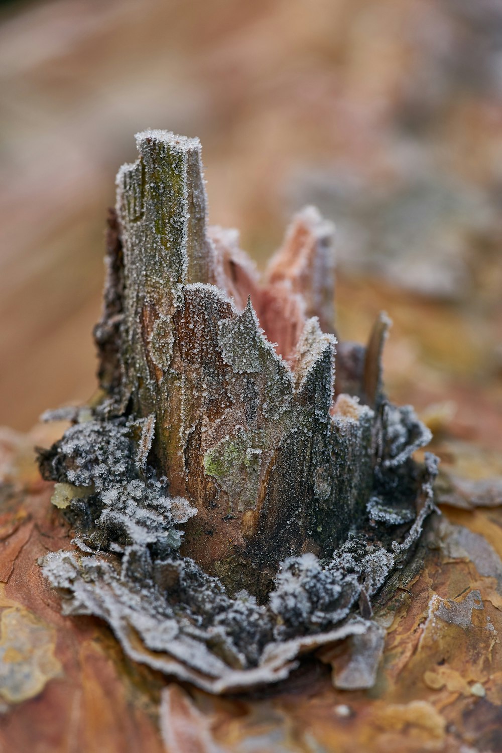 green moss on brown rock