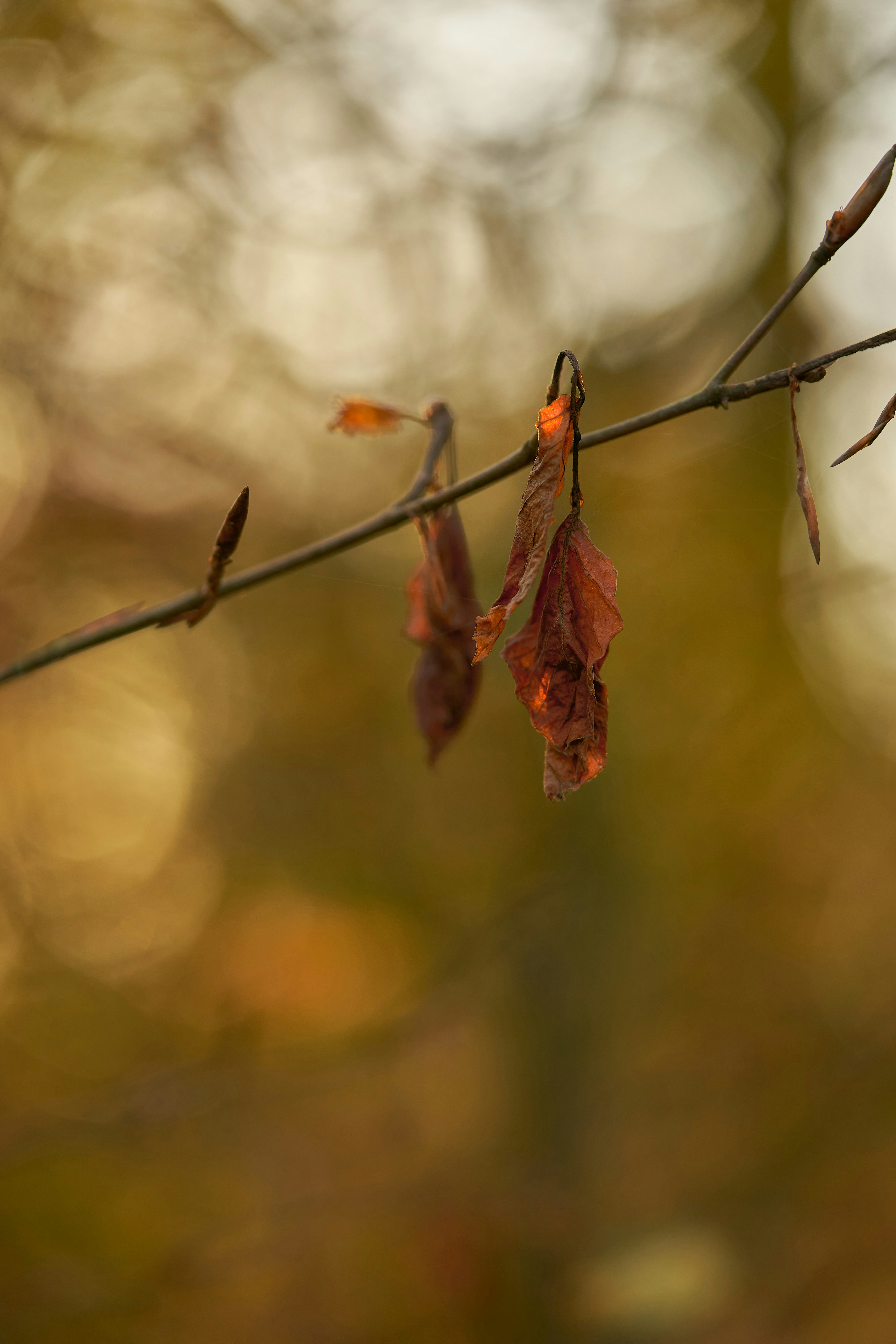 Photo by wolfgang_hasselmann