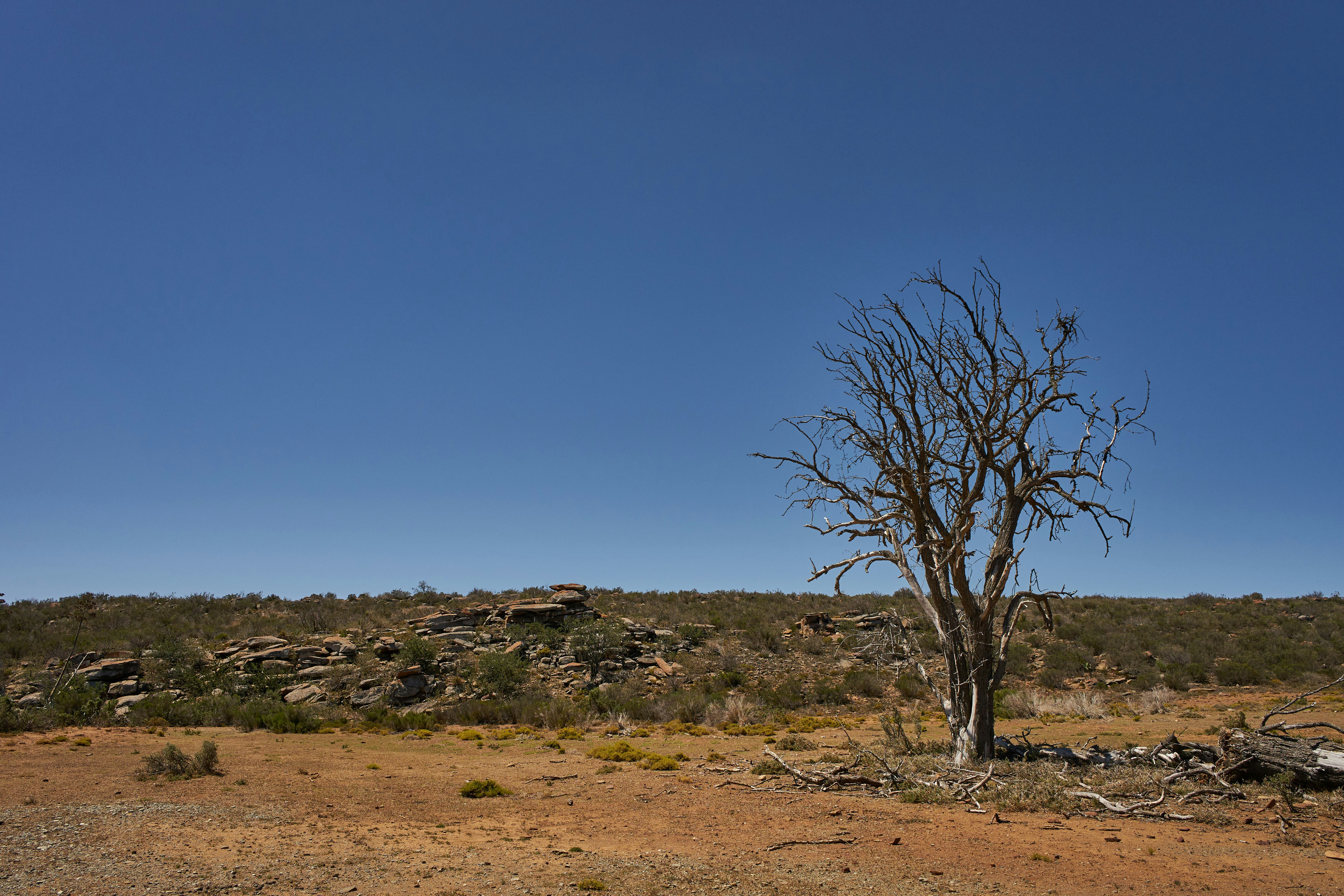 Photo by wolfgang_hasselmann