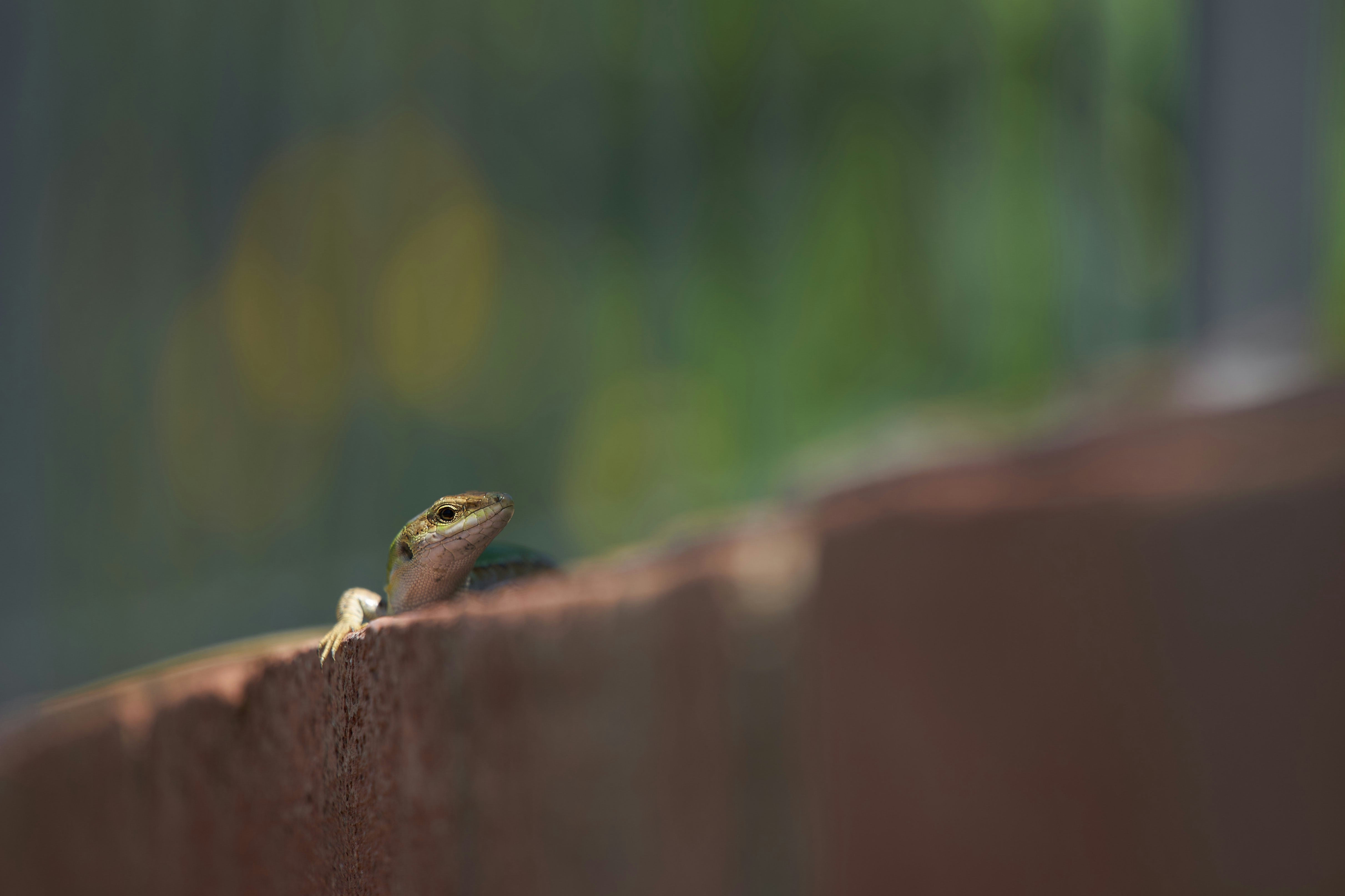 Photo by wolfgang_hasselmann