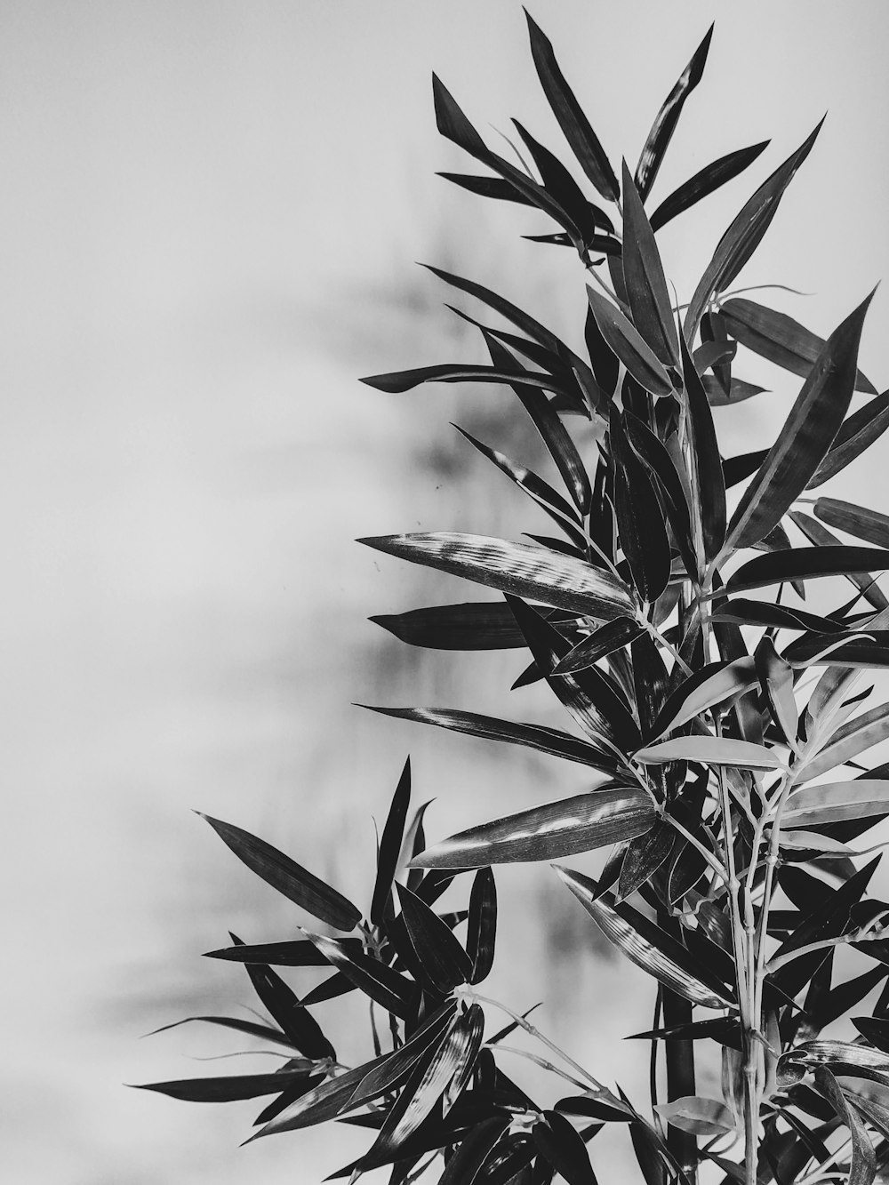 grayscale photo of green plant