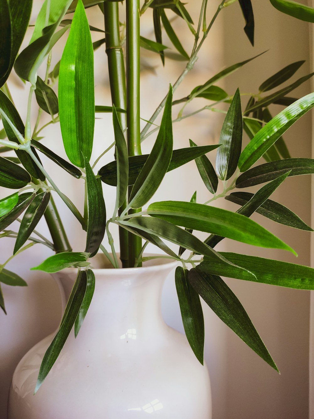 green plant in white ceramic vase