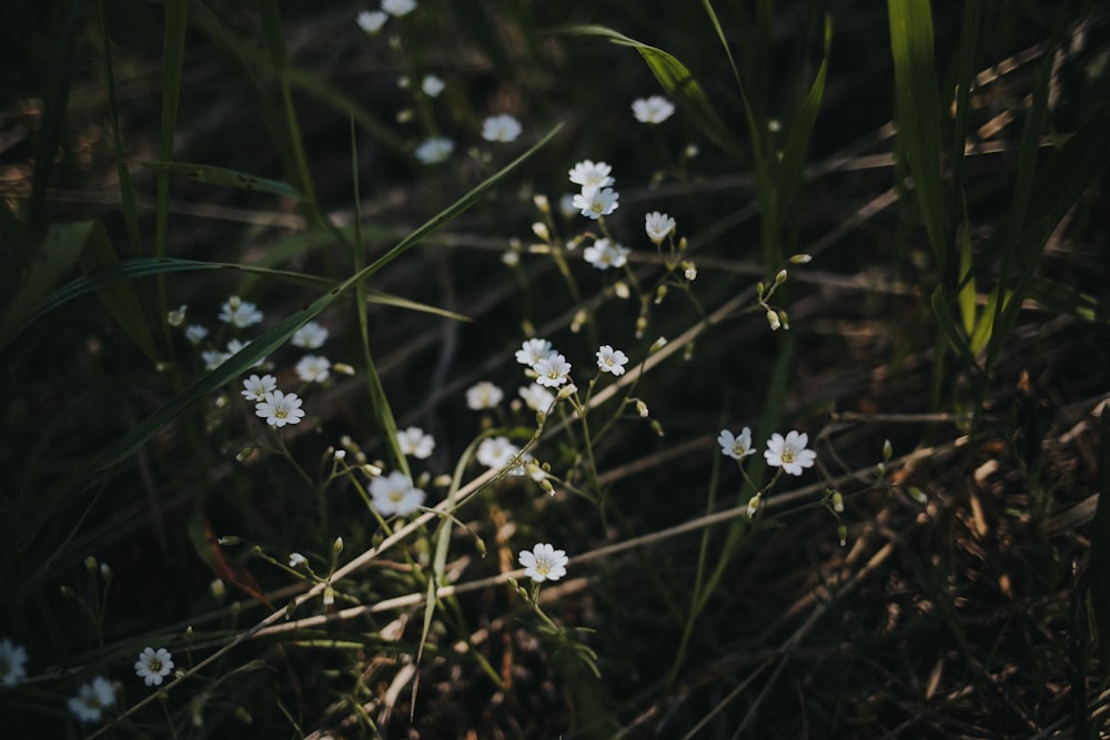 white flowers with green leaves