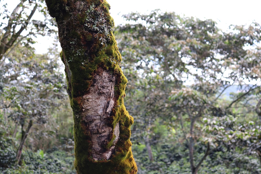 brown tree trunk with green moss