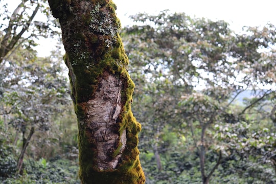 brown tree trunk with green moss in Cauca Colombia