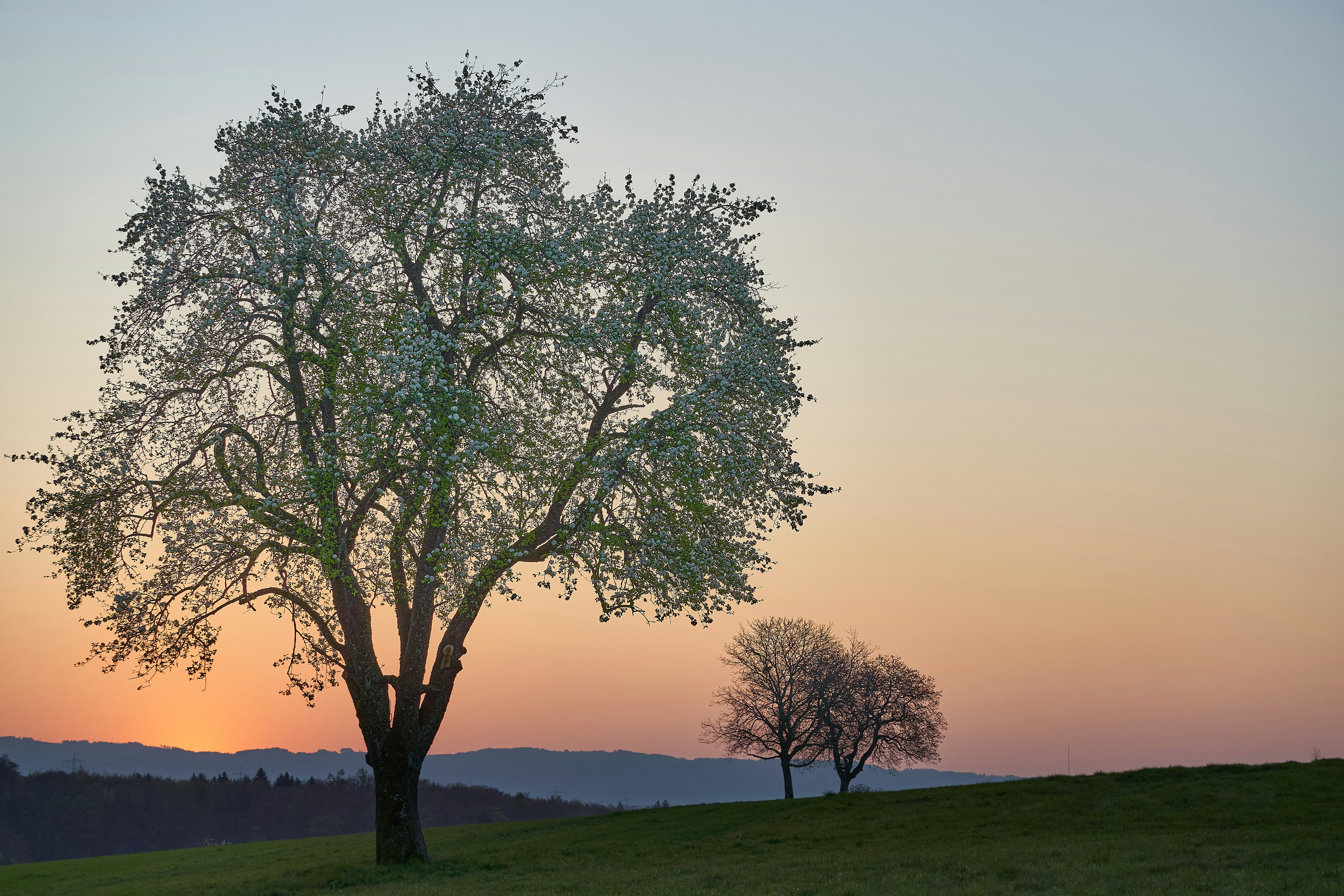 Photo by wolfgang_hasselmann