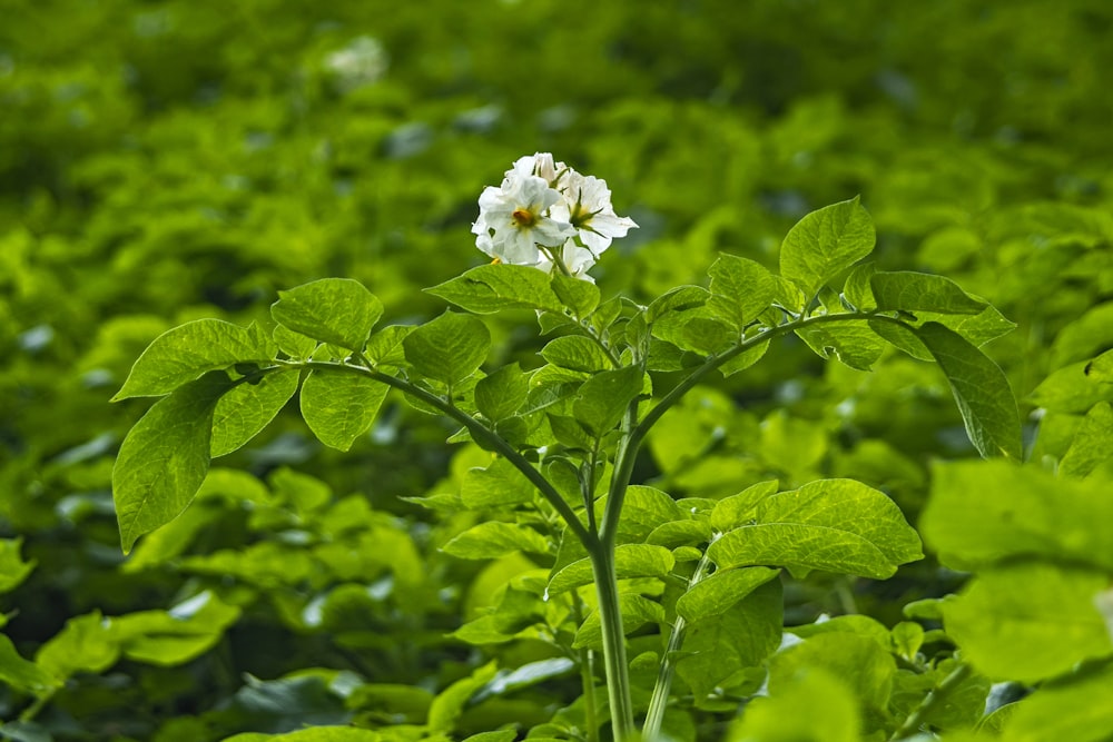 white flower with green leaves