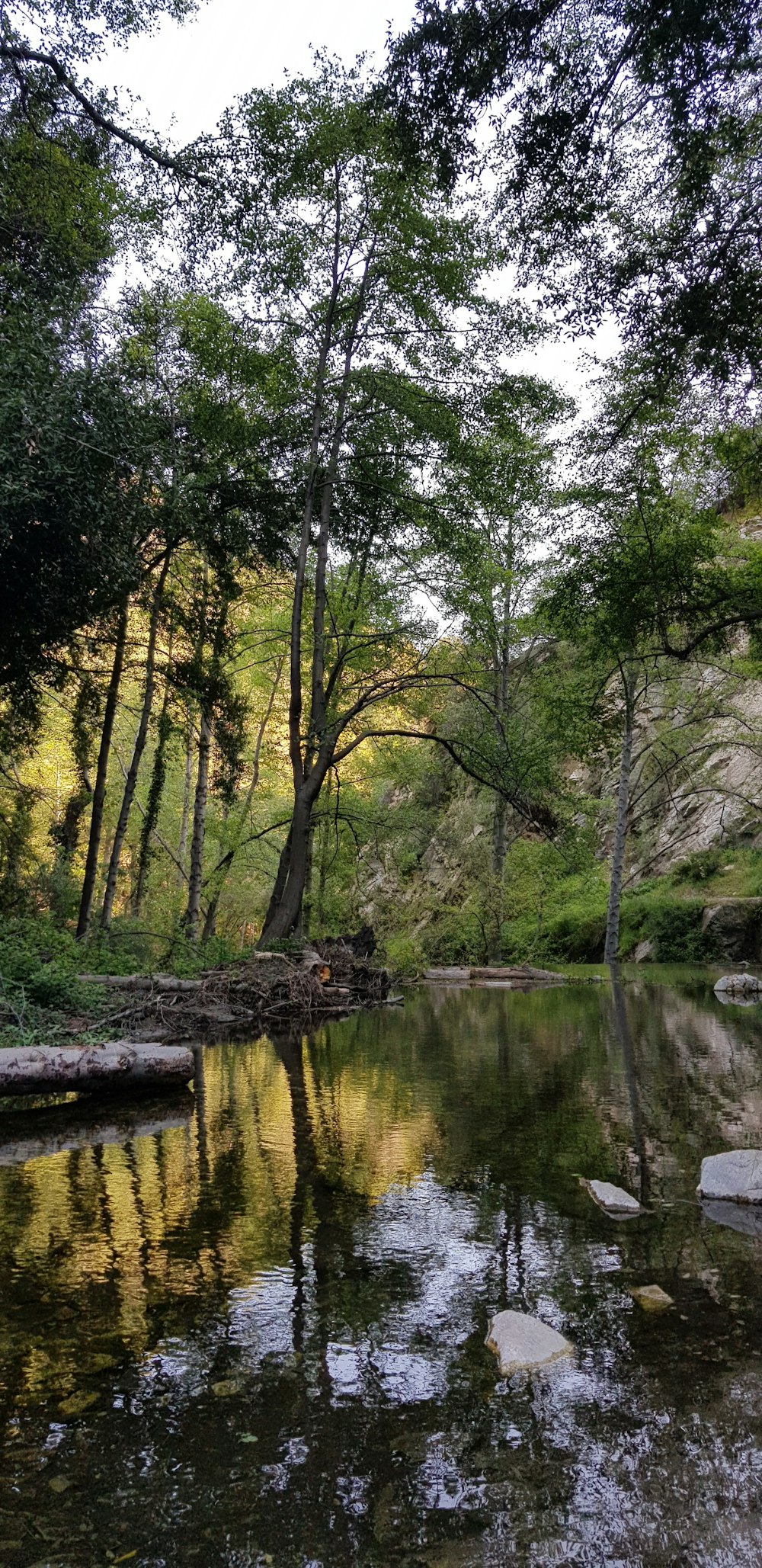 green trees beside river during daytime