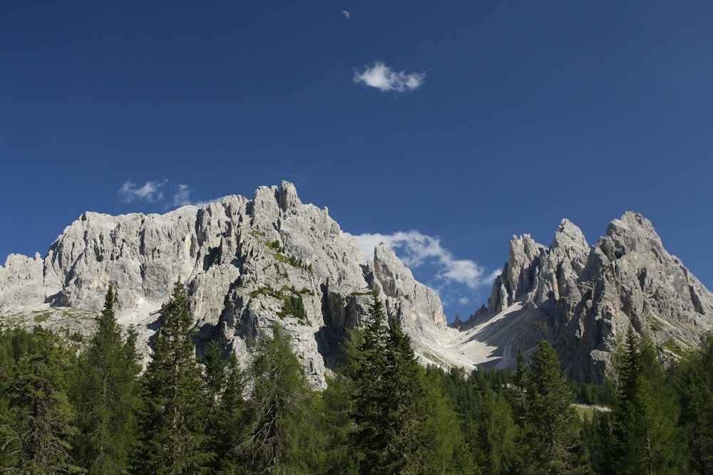 green pine trees near white and gray mountain under blue sky during daytime